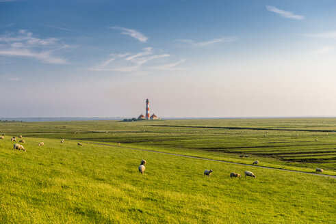 Germany, North Frisia, Westerheversand Lighthouse with sheep on meadow - EGBF000142