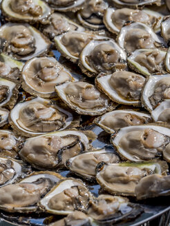 Croatia, Mali Ston, oyster culture, fresh oysters - EJWF000786