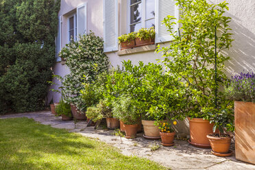 Potted plants in front of house - WDF003705