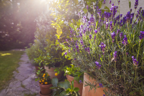 Kübelpflanzen vor dem Haus, Lavendel, lizenzfreies Stockfoto