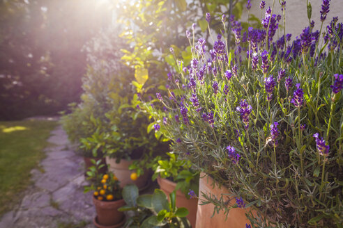 Kübelpflanzen vor dem Haus, Lavendel - WDF003706