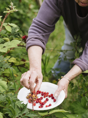 Senior woman harvesting Japanese Wineberries stock photo