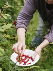 Senior woman harvesting Japanese Wineberries - HAWF000949