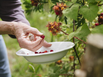 Ältere Frau erntet japanische Weinbeeren - HAWF000950