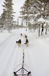 Schweden, in der Nähe des Dorfes Idre, Husky-Schlitten und Hunde im Winter - TKF000445