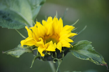 Sunflower - MYF001721