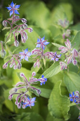 Borretsch, Borago officinalis, Blüten - MYF001722