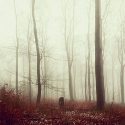 Winter forest and fog - DWIF000765