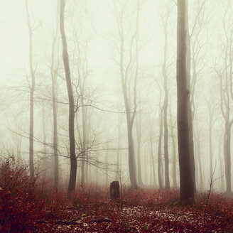 Winterwald und Nebel - DWIF000765