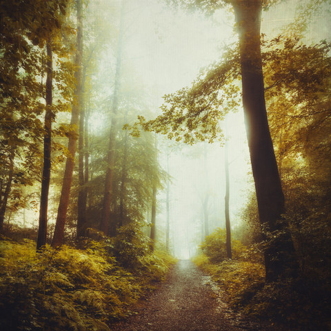 Laubwald im Frühling, Waldweg, lizenzfreies Stockfoto