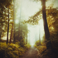 Deciduous forest in spring, forest path - DWIF000767