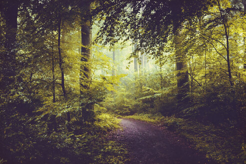 Laubwald im Sommer, Waldweg und morgendlicher Dunst - DWIF000770