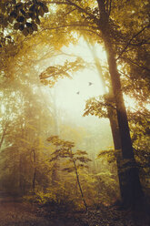 Laubwald im Herbst, morgendlicher Dunst und fliegende Vögel - DWIF000773