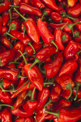 Chili peppers - BZF000337