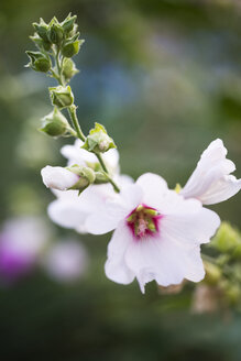 Malvenblüte, Malva, Blüte - MYF001727