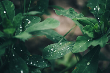 Rain drops on green leaves - BZF000340