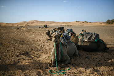 Marokko, Meknes-Tafilalet, Midelt, Merzouga, Kamele in der Wüste Erg Chebbi. - KIJF000696