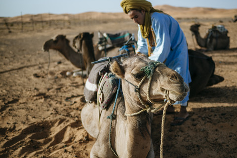 Berbermann bereitet Kamele für die Reise vor, lizenzfreies Stockfoto