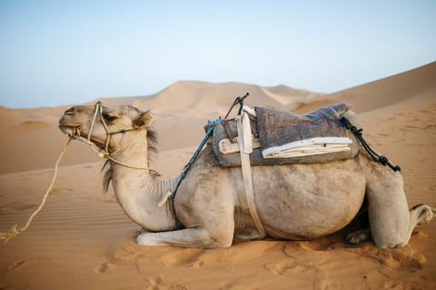 Marokko, Meknes-Tafilalet, Midelt, Merzouga, Kamel in der Wüste Erg Chebbi., lizenzfreies Stockfoto