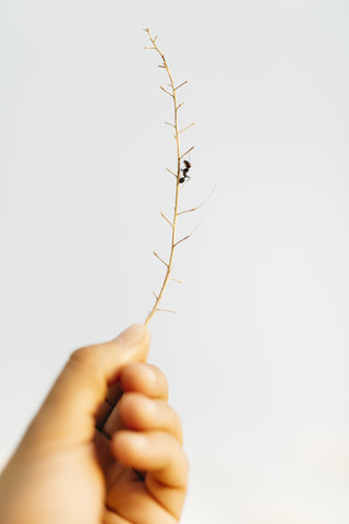 Boy's hand holding twig with an ant stock photo