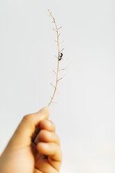 Jungenhand, die einen Zweig mit einer Ameise hält - JRFF000826