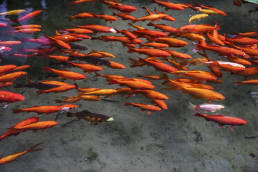 Goldfische in einem Teich - CHPF000254