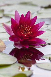 Pink water lily in a pond - WIF003346