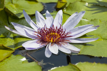 Blauer Lotos in einem Teich - WIF003347