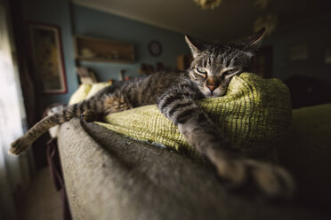 Tabby-Katze entspannt auf Couch - RAEF001408