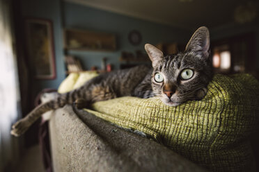 Tabby-Katze entspannt auf Couch - RAEF001409