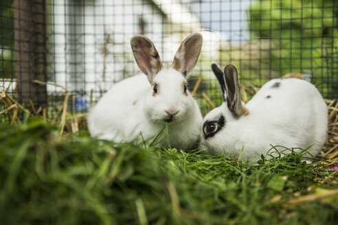 Zwei Kaninchen in einem Käfig auf einer Wiese - CHPF000261