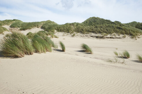 Netherlands, Holland, Zeeland, Domburg, dunes, nature reserve - BSCF000538