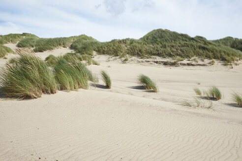 Niederlande, Holland, Zeeland, Domburg, Dünen, Naturschutzgebiet - BSCF000538