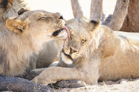 Namibia, Etosha-Nationalpark, Löwin leckt eine andere, lizenzfreies Stockfoto