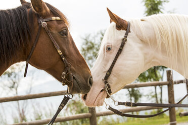 Heads of a brown and a white horse, close up - ZOCF000133