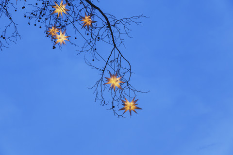 Beleuchtete Weihnachtssterne, die in Zweigen hängen, lizenzfreies Stockfoto