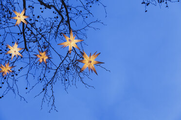 Lighted Christmas stars hanging in branches - GW004870