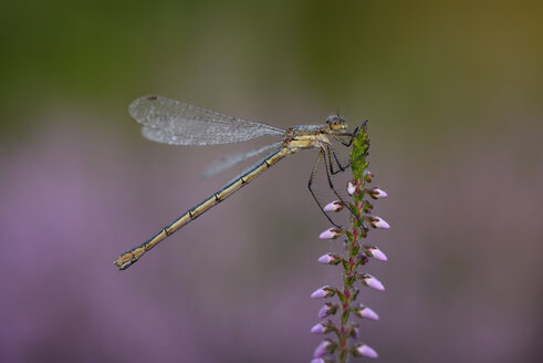 Smaragdlibelle, Lestes sponsa - MJOF001247