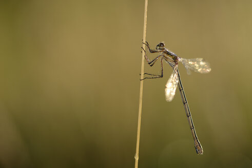 Smaragdlibelle, Lestes sponsa - MJOF001248