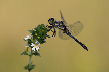 Schwarze Heidelibelle auf blühender Pflanze - MJOF001250