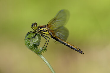 Schwarze Heidelibelle auf Pflanze - MJOF001252