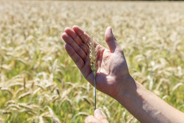 Männliche Hand hält Triticale-Spitze - EVGF003066