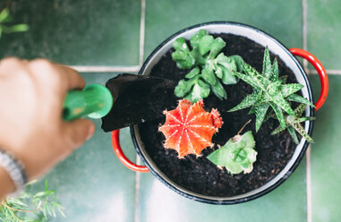 Frauenhand pflanzt Kaktus in einen Topf - GEMF000955