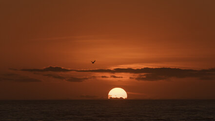 Australia, New South Wales, sunset and flying bird - GOAF000021