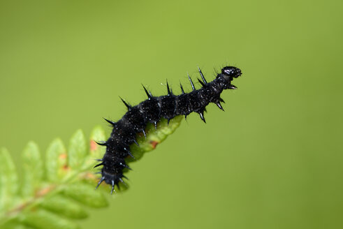 Nahrung des Europäischen Pfaus - MJOF001253