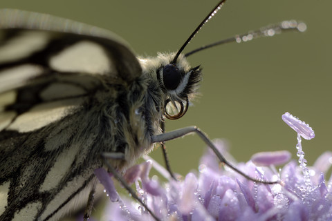 Weiß marmoriert auf nasser Blüte, lizenzfreies Stockfoto