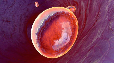 Erythrocyte cells flowing in a blood vessel, 3D Rendering - SPCF000098