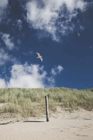 Seagulls flying over beach dune stock photo