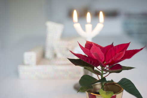 Potted Christmas star and Christmas presents in the background - CHPF000295