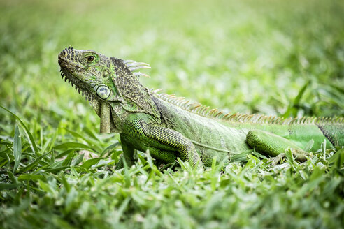 Mexiko, Nayarit, Grüner Leguan auf einer Wiese - ABAF002071